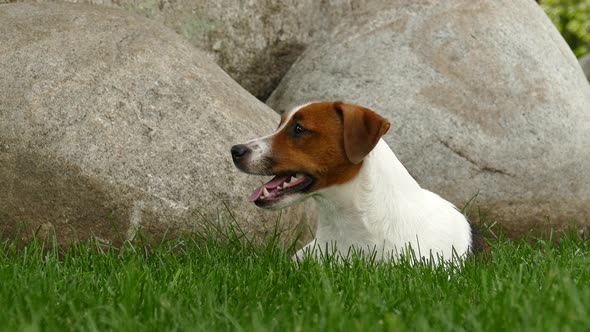 Happy Terrier Puppy Outdoors in Park