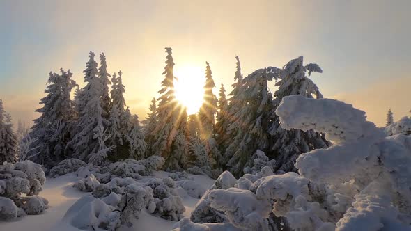Frozen Snowy Forest in Winter Sunrise