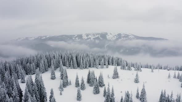  Flying over endless spruce treetops covered in snow and ice, Aerial view