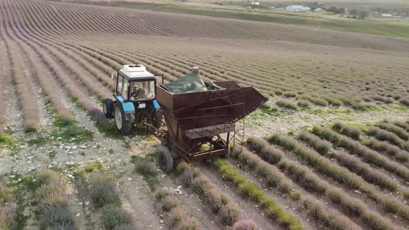 Aerial Drone View of a Tractor Harvesting Flowers in a Lavender Field