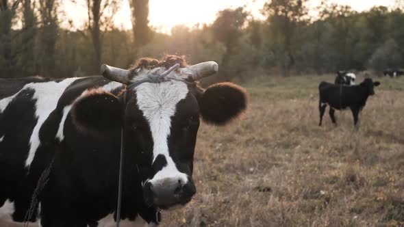 Cow is Looking at Camera