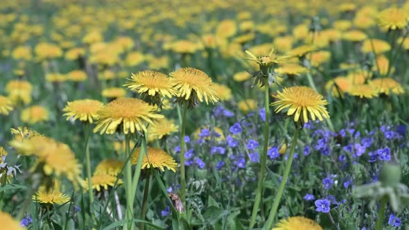 Closeup of Beautiful Yellow Dandelion Flowers Growing Among the Green Grass in a Field on a Sunny