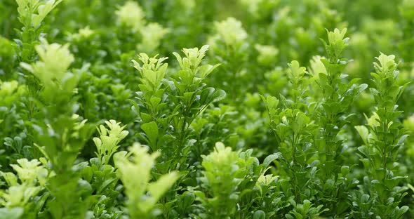 Green plant with breeze 