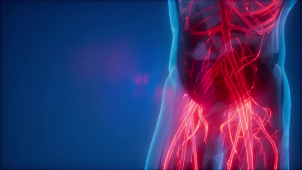 Blood Vessels of Human Body alt