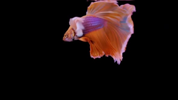 The colorful Siamese Elephant Ear Fighting Fish Betta Splendens, also known as Thai Fighting Fish or
