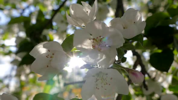 Abundant Flowering Apple Tree