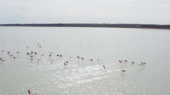 Aerial View of Flamingos