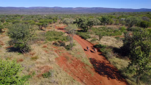 Aerial still shot of two zebras walking along dirty road in National Park  in South Africa.