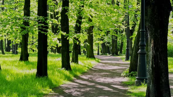 Empty Green Summer Park Black Tree Trunks Shadows and Sunspots