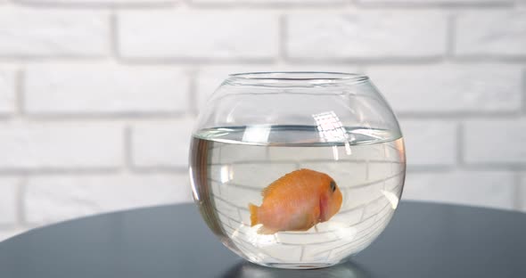 Goldfish in a Bowl