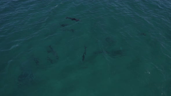 Aerial View Of Pod Of Bottlenose Dolphins Swimming In The Turquoise Seascape - drone shot