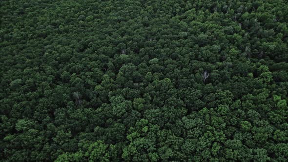 Flying Over Green Trees Forest