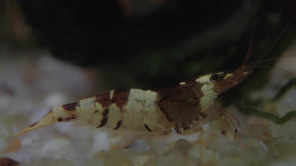 Black Taiwan Crystal Bee Shrimp Walking on the White Gravels. Close up