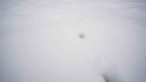 Fox tracks in the snow. Traces of wild animals on the white snow in the winter in the forest