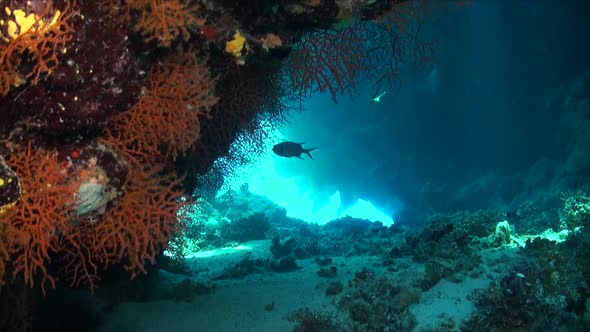 Underwater Cavern with corals and sunlight shining through coral openings