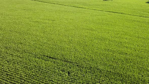 fast and low aerial footage of corn field