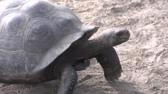 The Galápagos tortoise walking towards the camera at Isabela