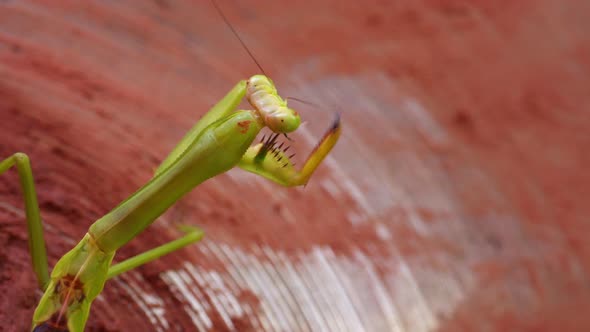 Praying mantis walking on a drum plate dirty of mud after flood