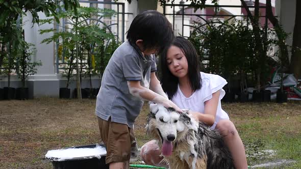 Asian Children Wash Siberian Huskydog On Summer Day