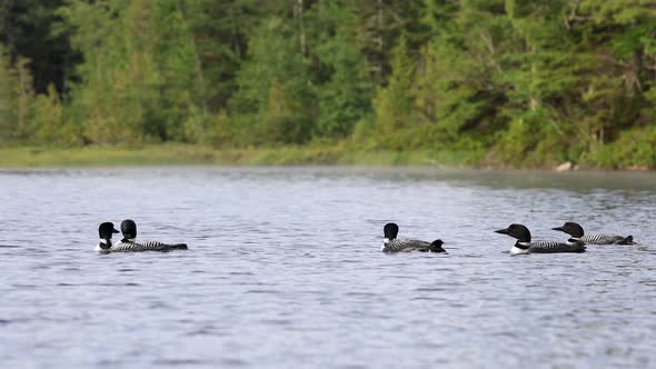 Common Loon on a Lake in Maine