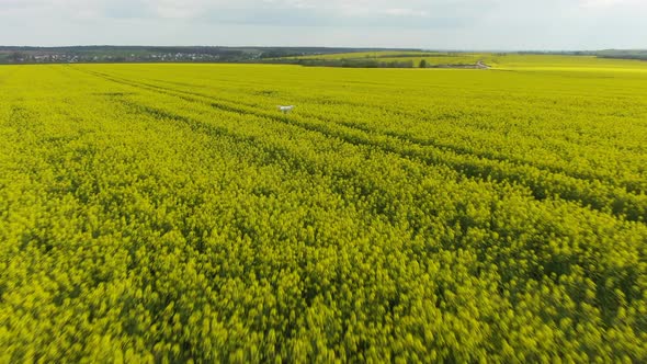 Drone in View Flies Over Yellow Canola Field. Field of Blooming Rapeseed Aerial View. Yellow