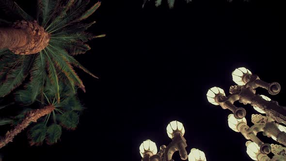 Lanterns and palm trees at night