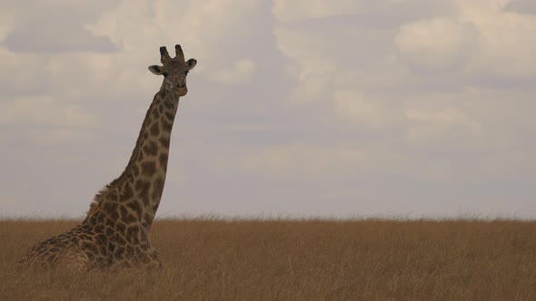 Giraffe lying in Masai Mara