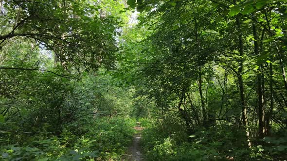 Daytime Forest Landscape in Summer