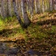 The creek flows through a sunny autumn birch forest - VideoHive Item for Sale