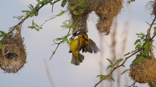 Lesser Masked Weaver, ploceus intermedius, Male and Female standing on Nest, in flight