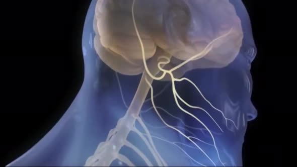 Loop Animaton Showing The Human Nervous System