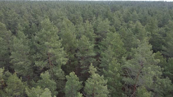 Trees in a Pine Forest During the Day Aerial View