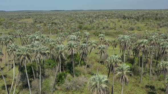 Aerial over Palm Grove, Argentina. Palm trees, savanna, nature, wildlife. Dreamy landscape. Flying b