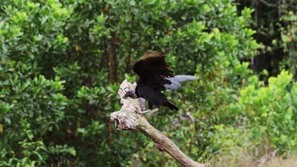 Black Vulture (coragyps atratus) Portrait, Costa Rica Wildlife and Birds, Walking up a Branch and Pa