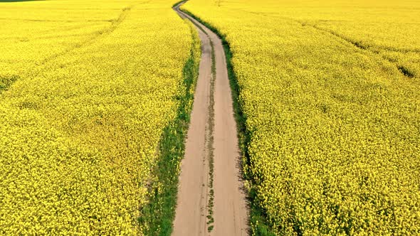 Blooming yellow rapeseed field and country road in Poland.