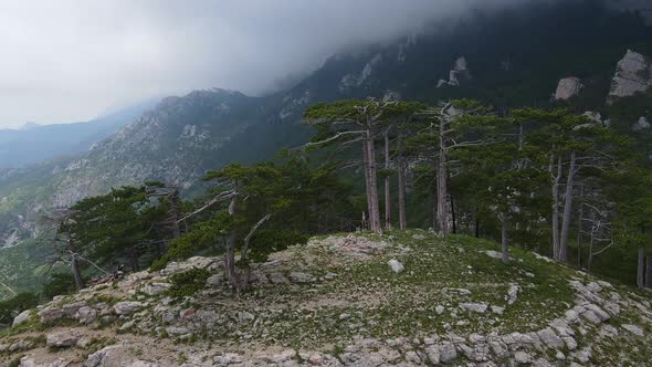 Rock ShaanKaya with Sheer Walls and Overgrown with Coniferous Forest Crimea