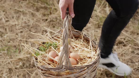 Walking Basket Full of Fresh Hen Eggs Collected in the Countryside in the Field