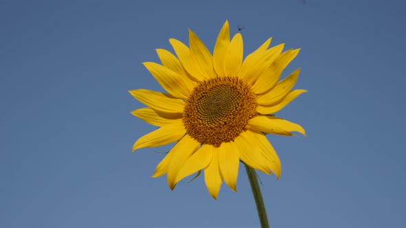 Helianthus plant with flying insects 3840X2160 UltraHD footage - Sunflower and bees  background   38