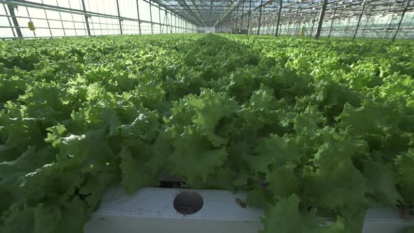 Sunny Day in a Greenhouse Growing Lettuce in Greenhouse Camera Movement Through Plants Sun Glare