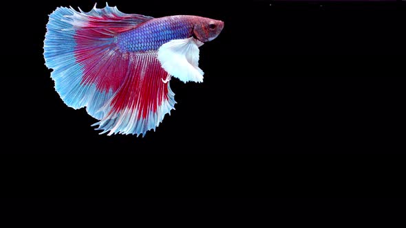 Siamese fighting fish (Betta splendens)