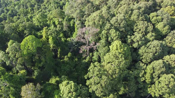 A lonely bare tree in green forest