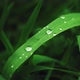 Green Grass with Dew Drops After Rain - VideoHive Item for Sale