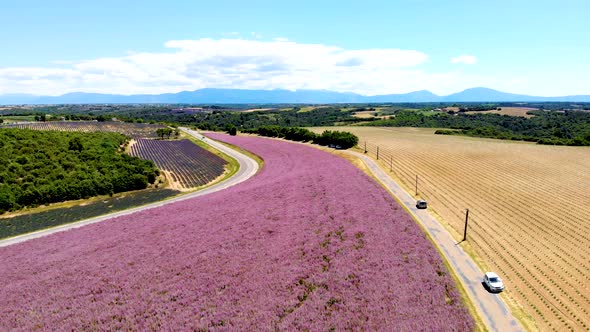 Provence Lavender Field at Sunset Valensole Plateau Provence France Blooming Lavender Fields