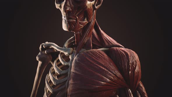 Muscular and Skeletal System of Human Body alt