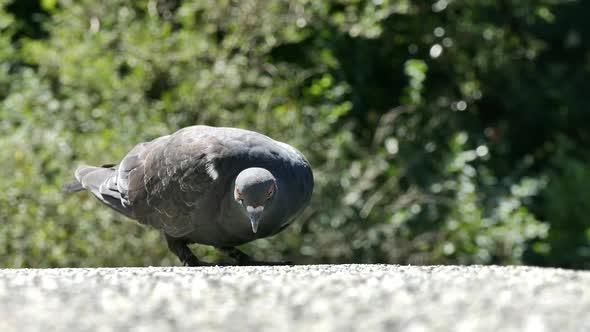 Wild Pigeon on Country Road - 03