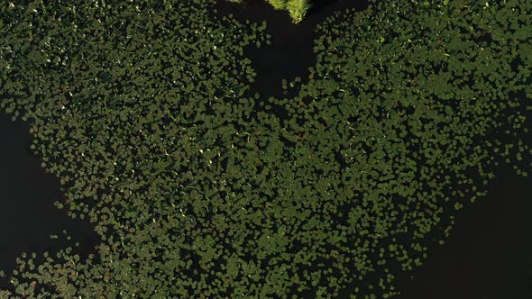 Top View of the Svisloch River in the City's Loshitsa Park with Lilies at Sunset