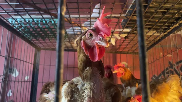 Close Of Rooster In Cage Looking And Walking Away. Seen Through Cage Bars