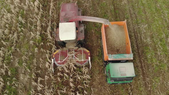 Self-propelled Harvester Removes Corn in the Back of a Dump Truck