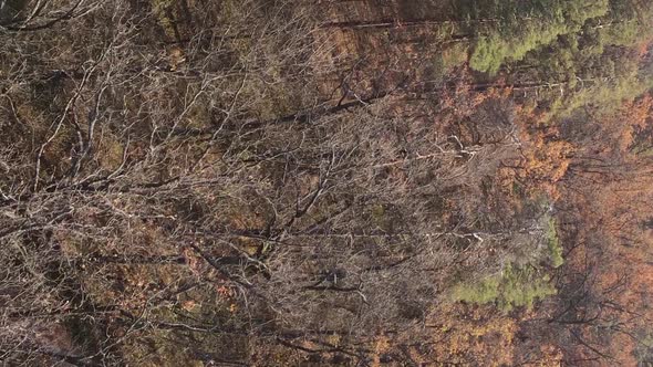 Vertical Video of a Forest Landscape on an Autumn Day in Ukraine