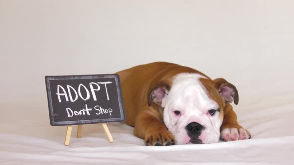 english bulldog puppy knocks over adopt dont shop sign cute 4k